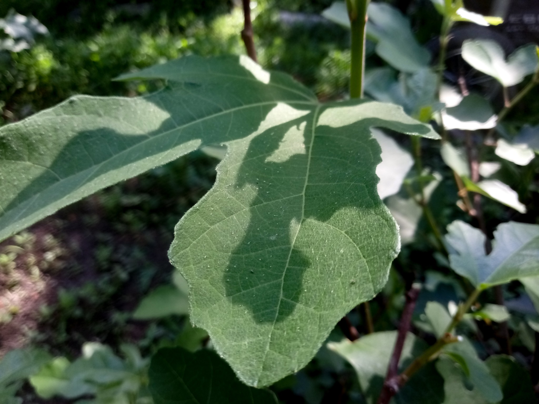 Fig leaves and fig tree photo