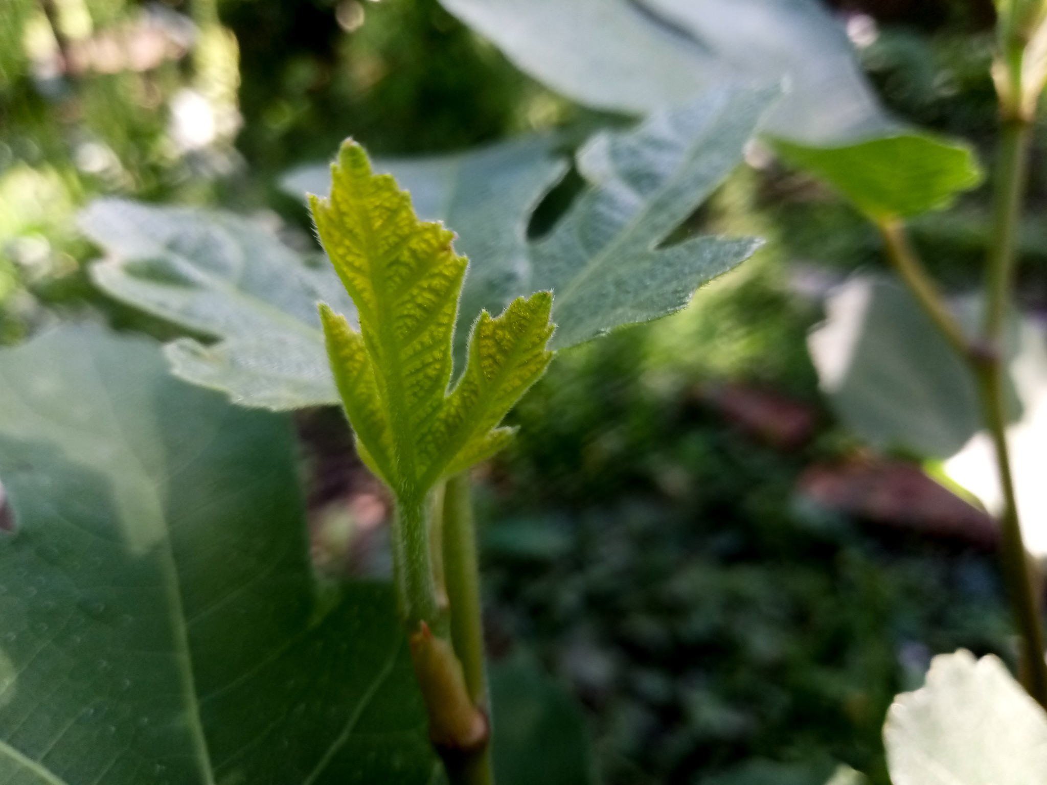 Fig leaves and fig tree photo