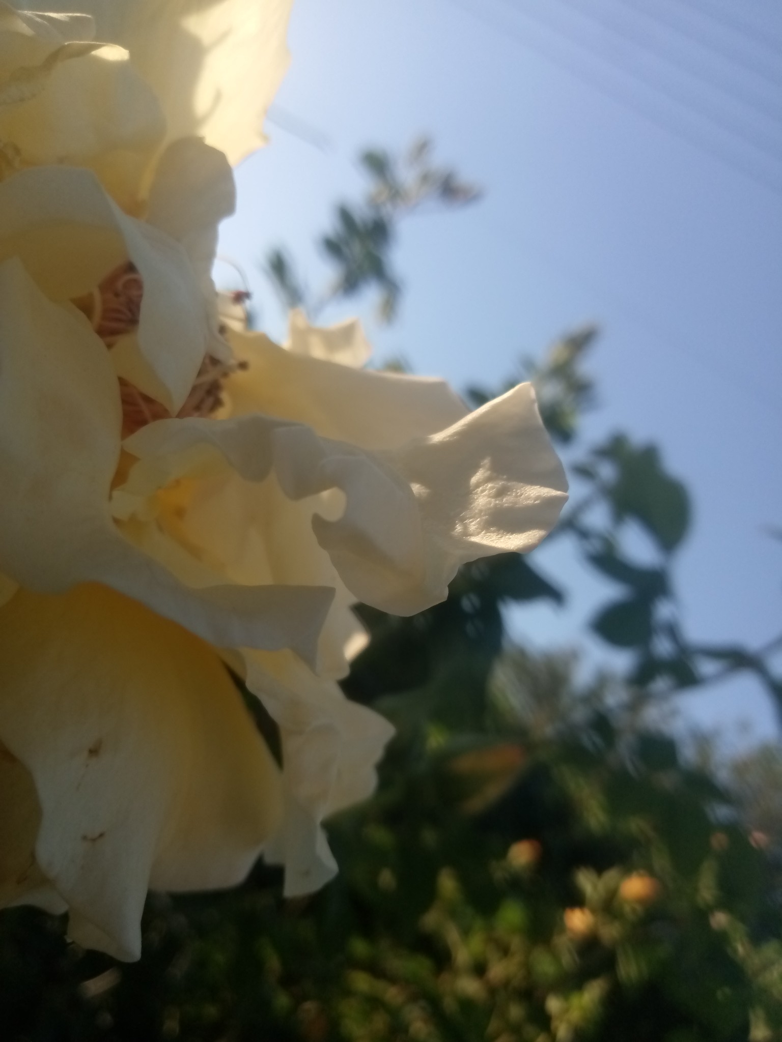 Yellow rose pictures