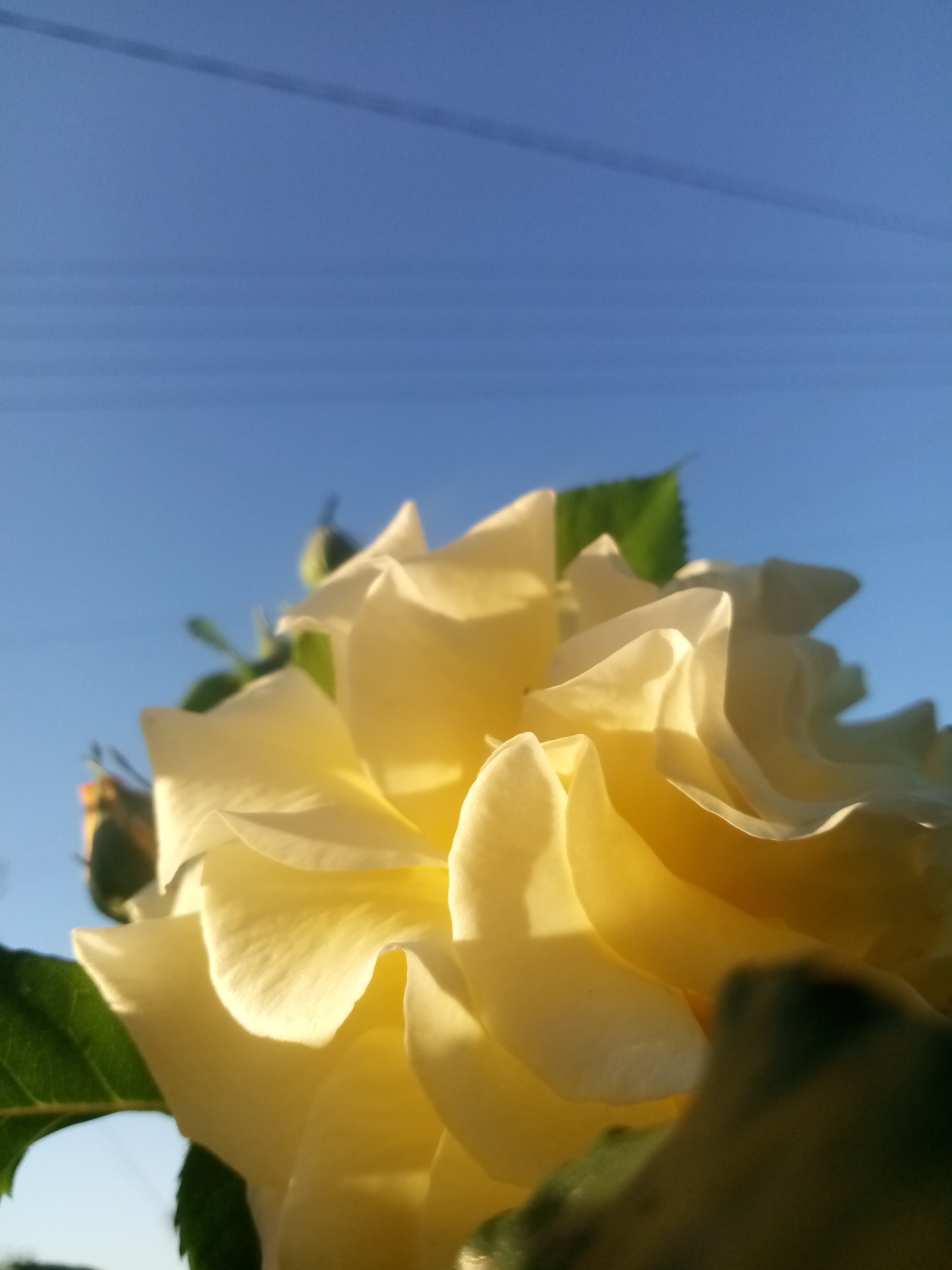 yellow rose pictures