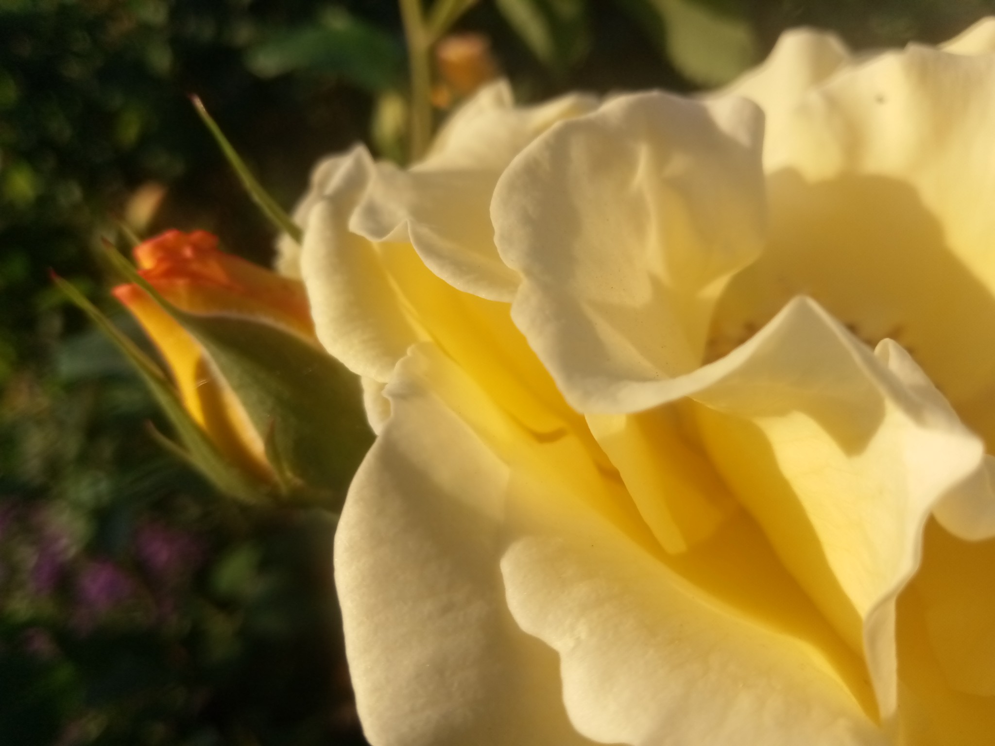 Yellow rose pictures