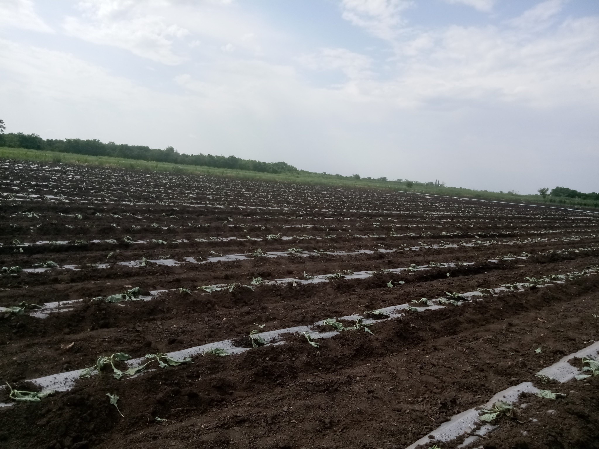 The technology of growing cabbage in Russia