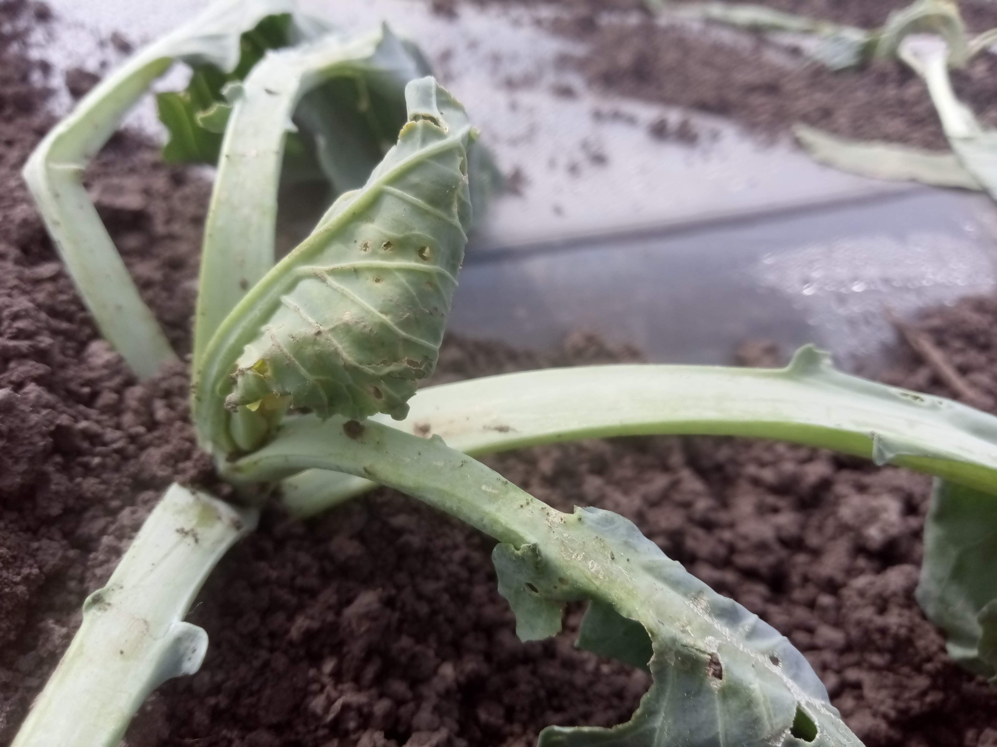 How does cabbage grow or how did the pandemic affect the cabbage business?