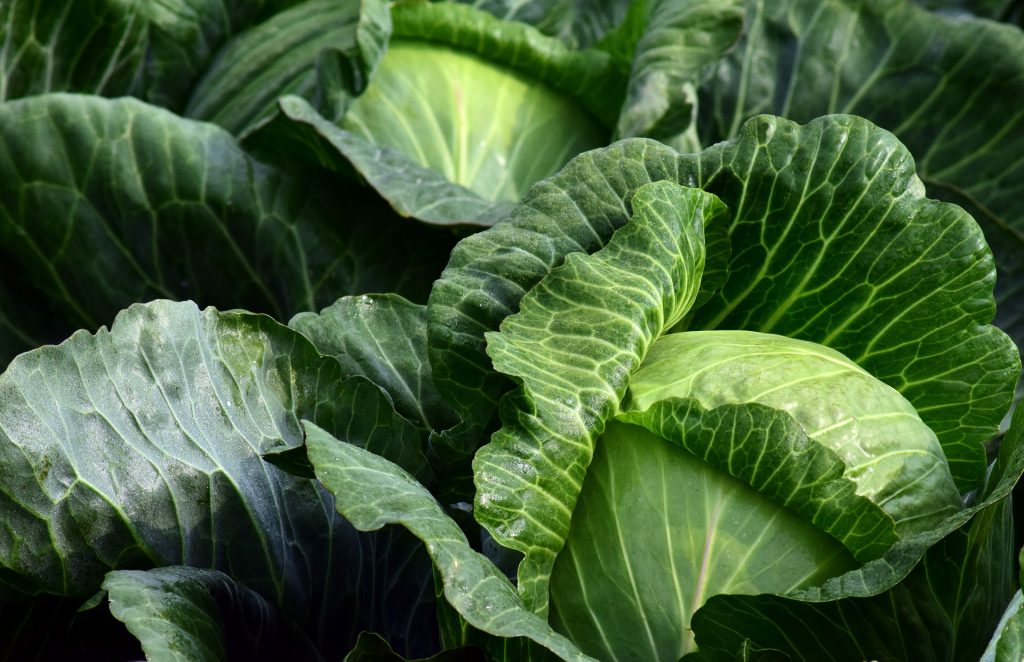 How does cabbage grow or how did the pandemic affect the cabbage business 