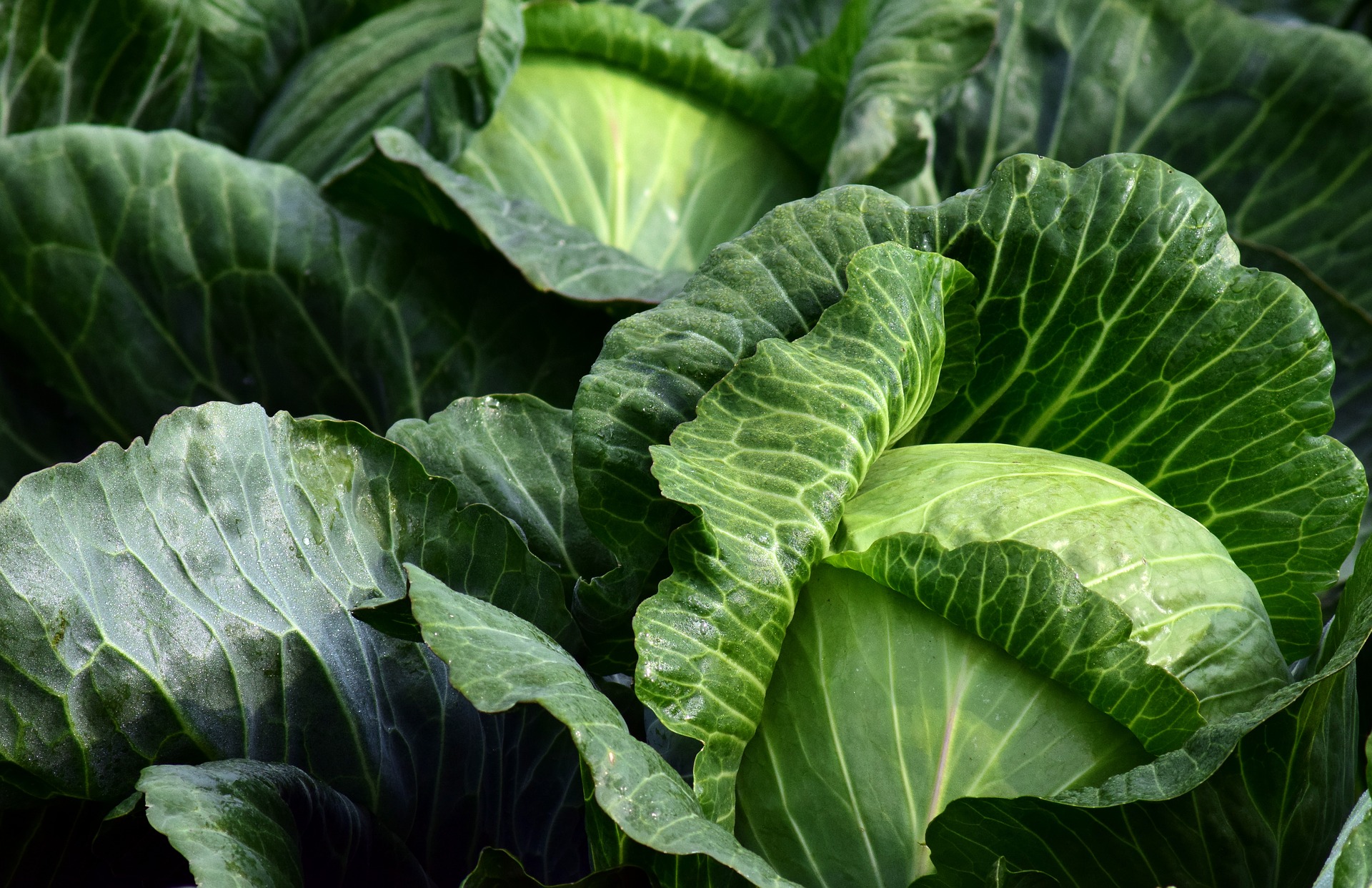 The technology of growing cabbage in Russia