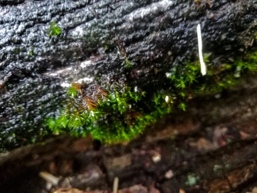 Tree fungus photo