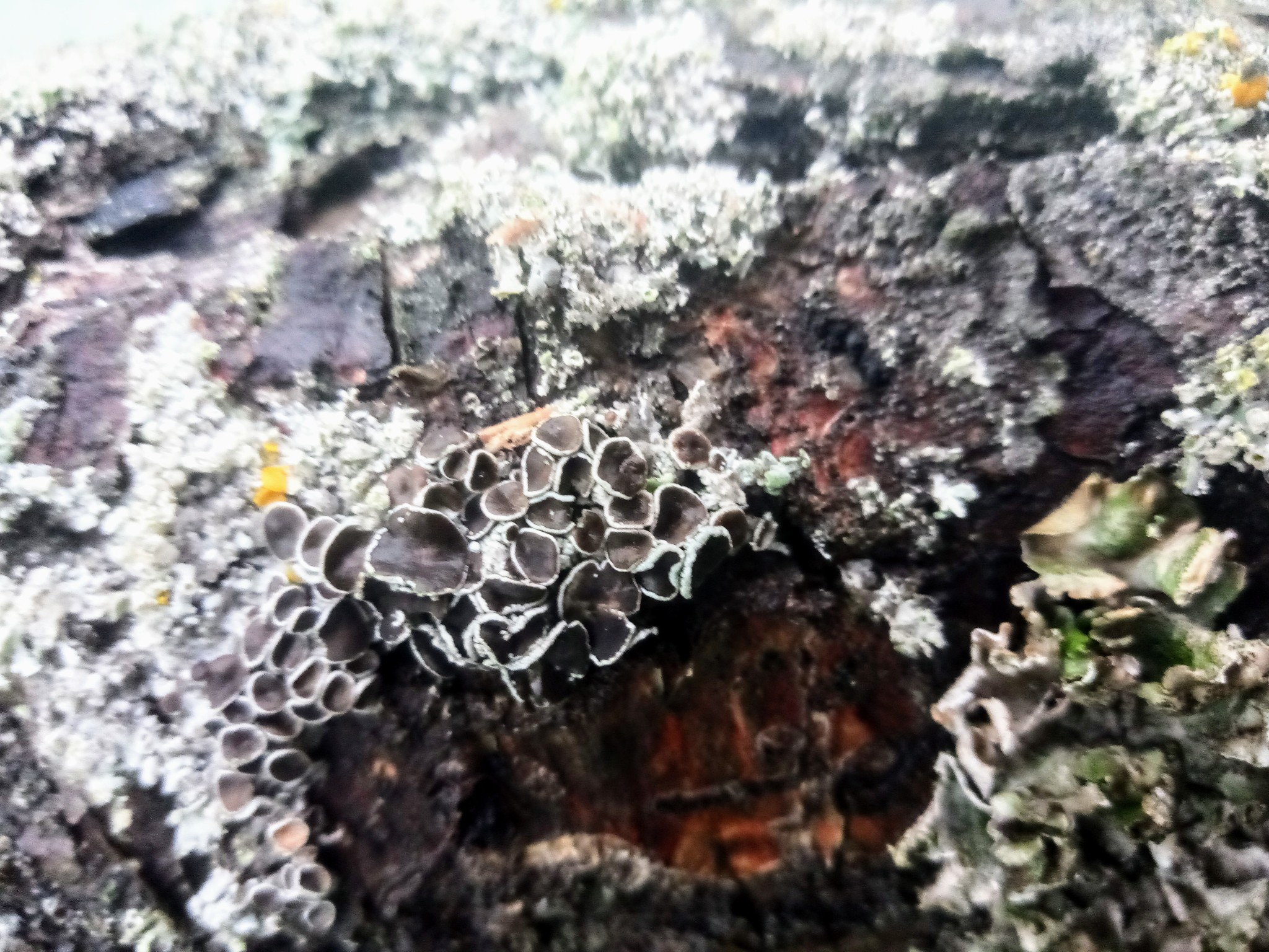 Tree fungus photo