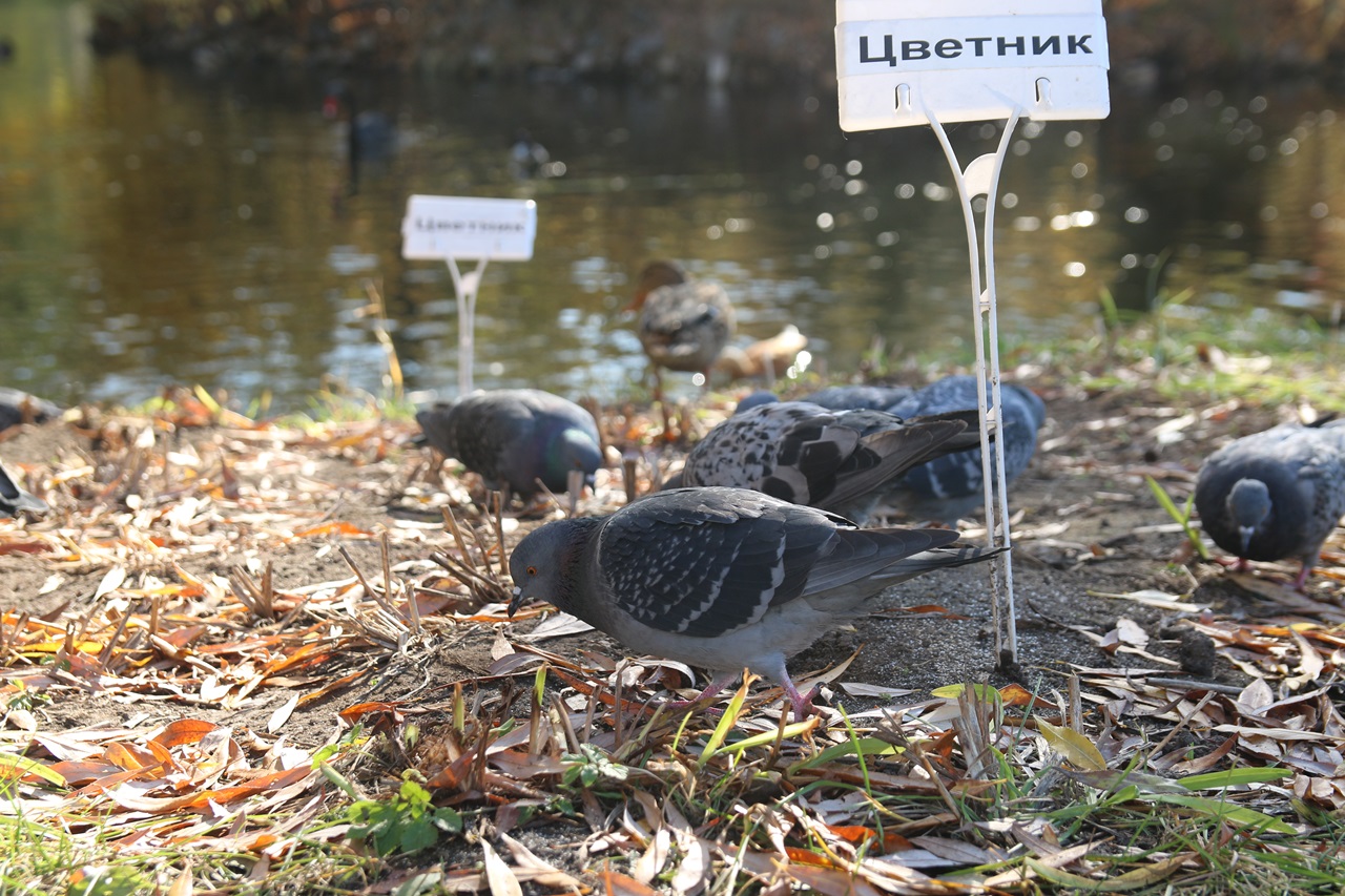 Pigeons near the pond - photos: Moscow Botanical Garden - autumn photo sketches, part 2