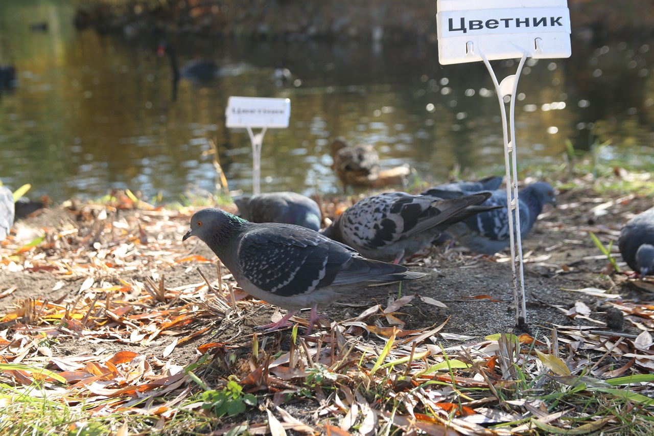Russian urban pigeons near the pond - photos: Moscow Botanical Garden - autumn photo sketches, part 2