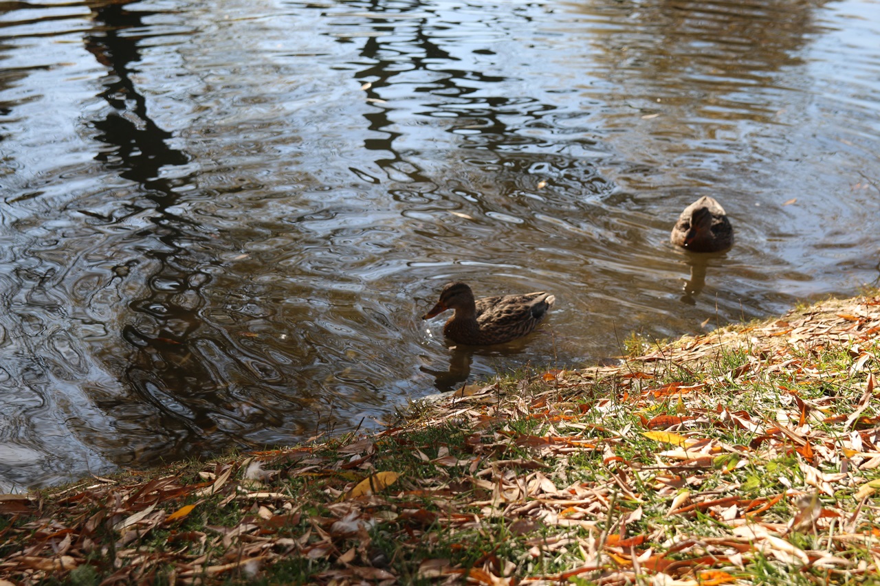 Wild ducks photos 1