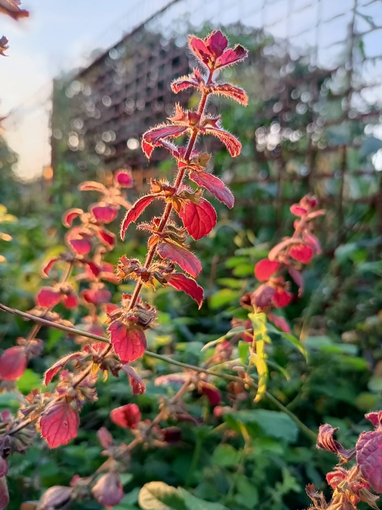 Lemon balm photo 3