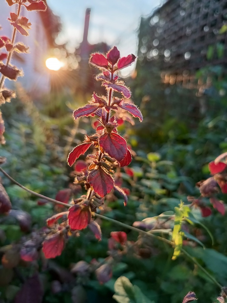 Lemon balm photo 1 