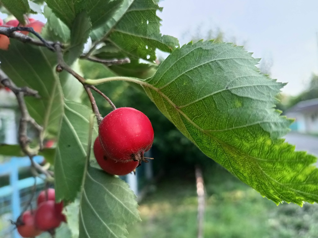 Russian hawthorn photo 6