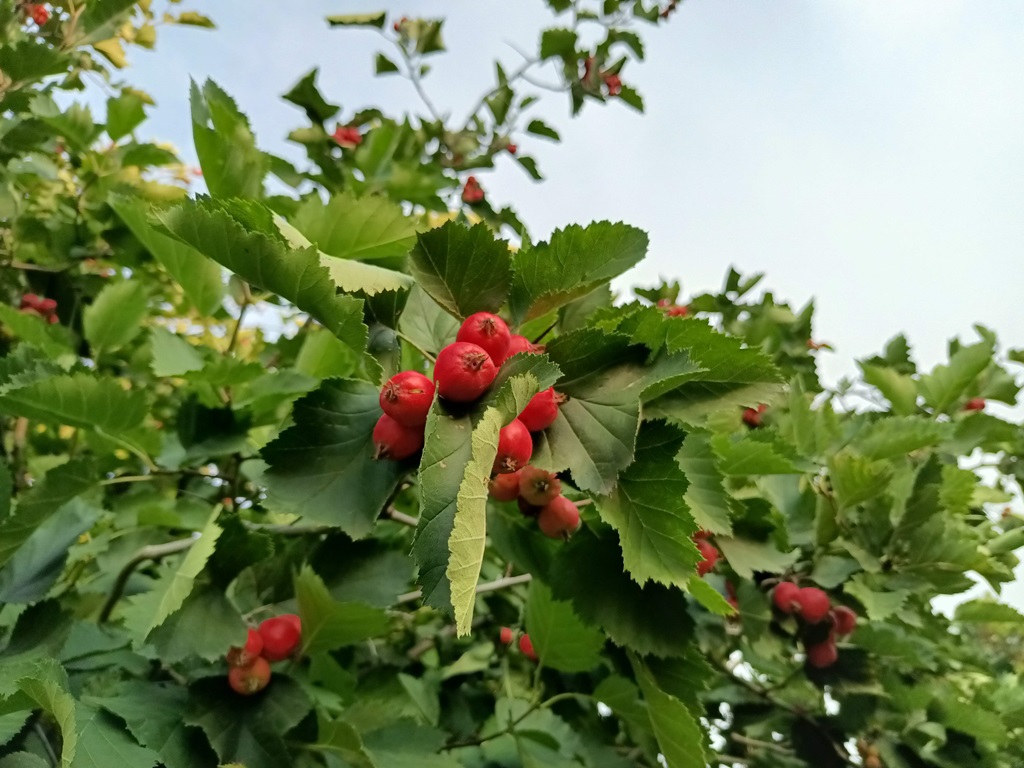 Russian hawthorn photo 5