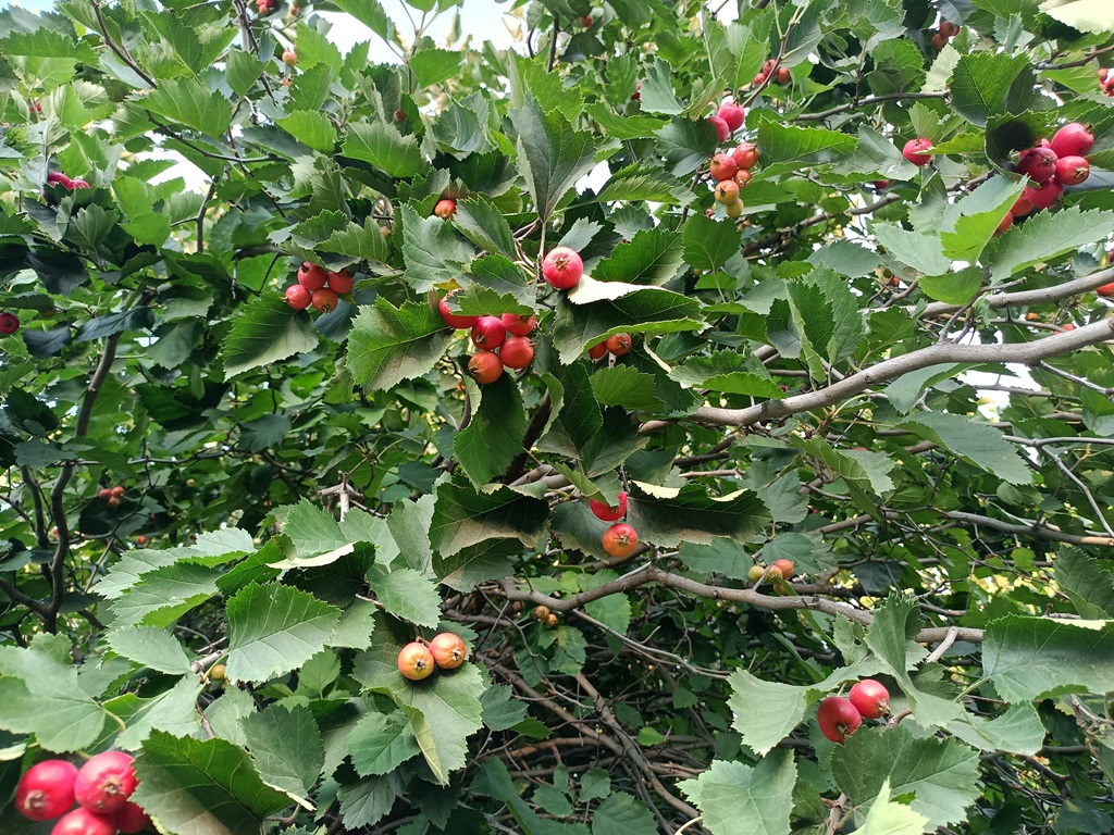 Russian hawthorn photo 2