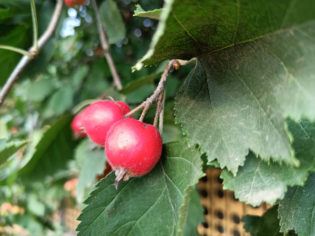 Russian hawthorn photo 1