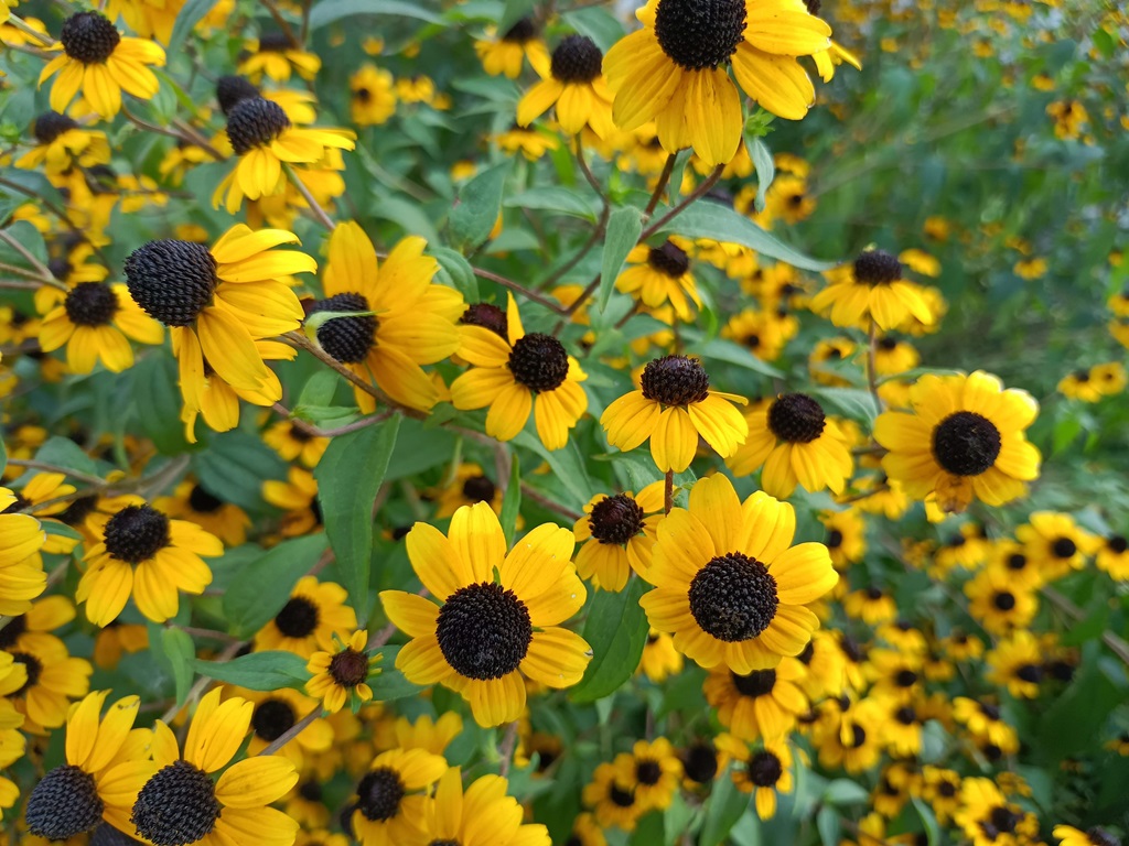 Black-eyed-susans photo 2