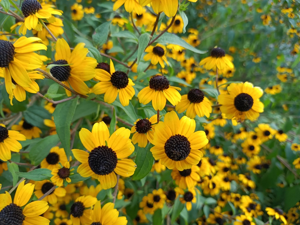 Black-eyed-susans photo 1