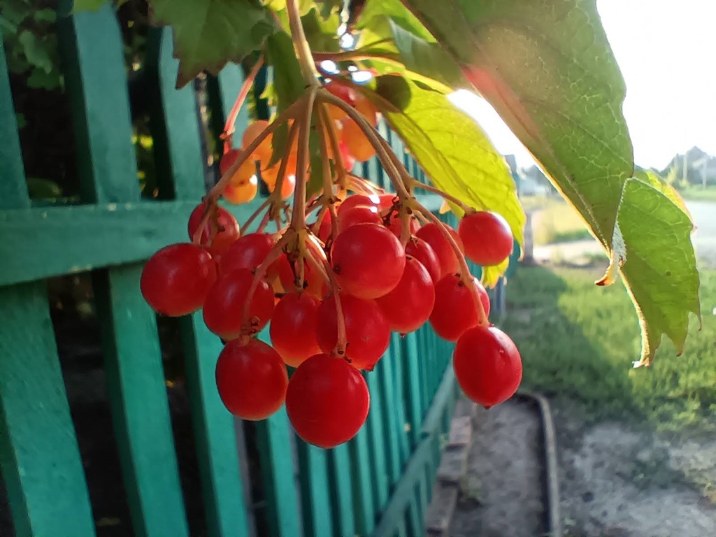 Guelder-rose photo 3