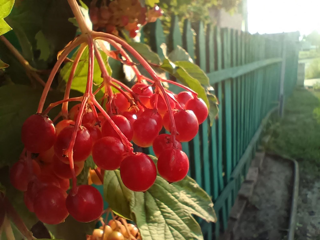 Guelder-rose photo 2