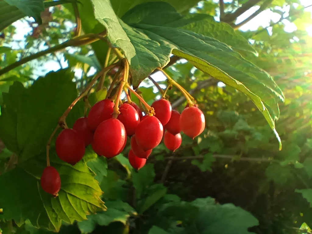 Guelder-rose photo 1