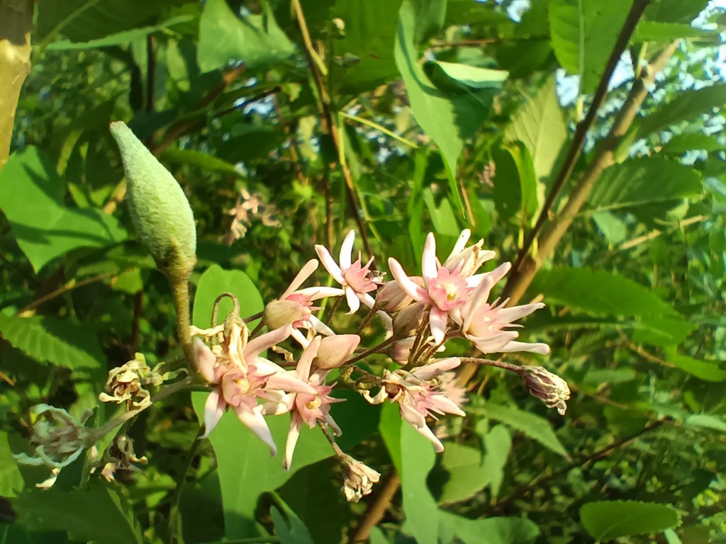 Swallowwort photo 3