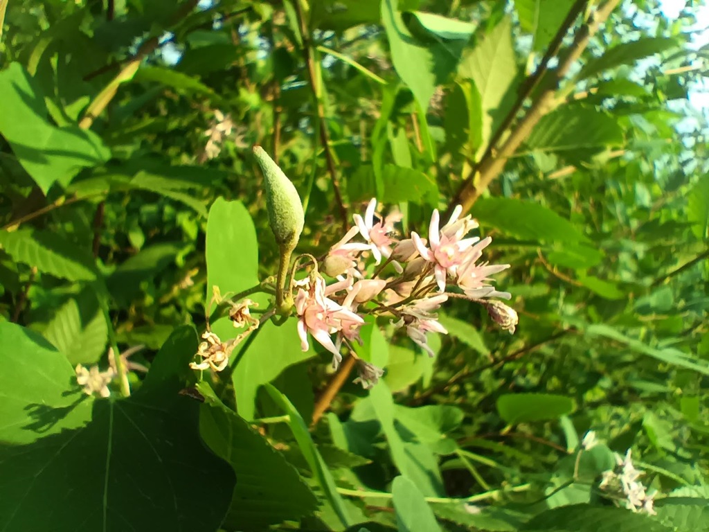 Swallowwort photo 2